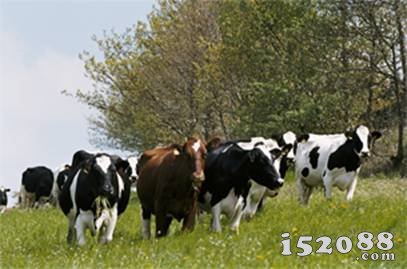 索地雅旗下的“牛奶之路”认证牧场确保“爱达力”的奶源管理精细至每头牛