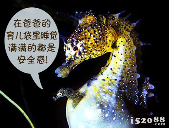 海马宝宝在爸爸肚子里沉睡，打着呼噜