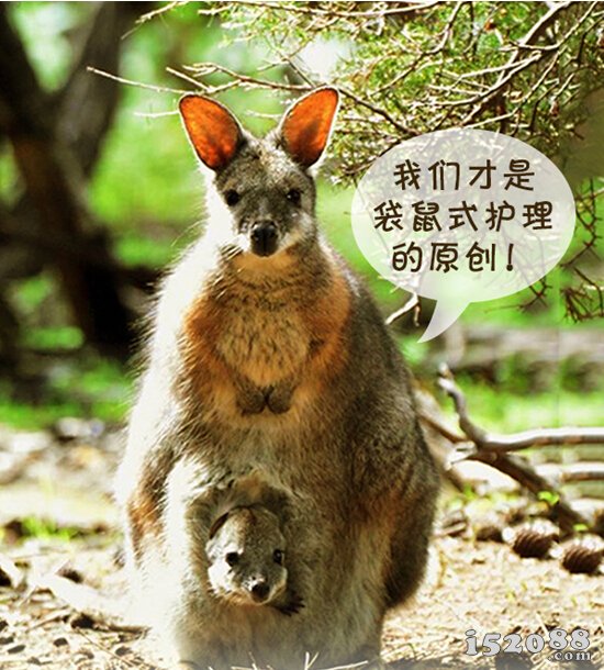 聪明的袋鼠是如何照顾宝宝的?