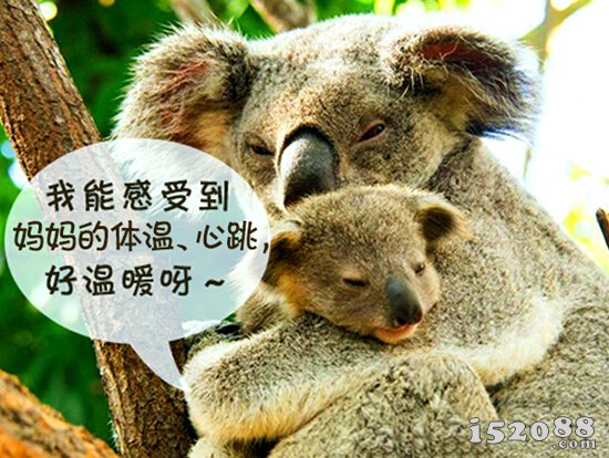 考拉宝宝在妈妈的肚子里探头看