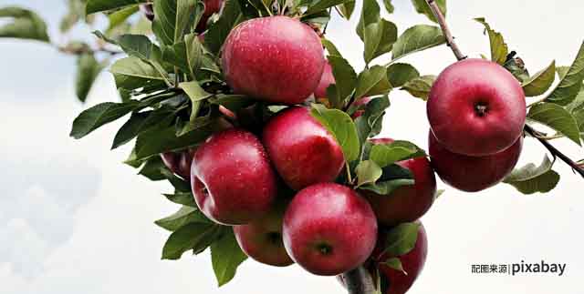 秋季适合宝宝吃的水果——苹果